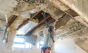 Why You Should Choose Our Mold Remediation Services in Seven Oaks, SC